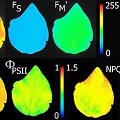 PlantScreen高通量植物表型成像分析系統(tǒng)（XYZ三維成像版）