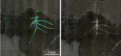 植物3D根系生長監(jiān)測系統(tǒng)